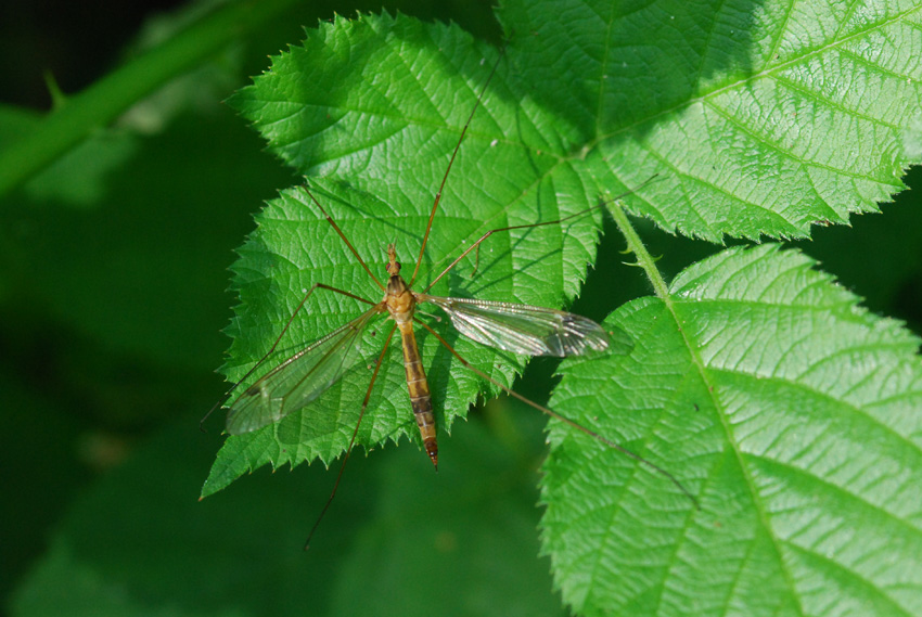 Tipula da identificare